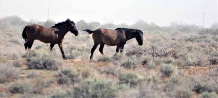mustangs